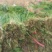 山东韭菜红根韭菜货源充足实力代发量大从优欢迎联系
