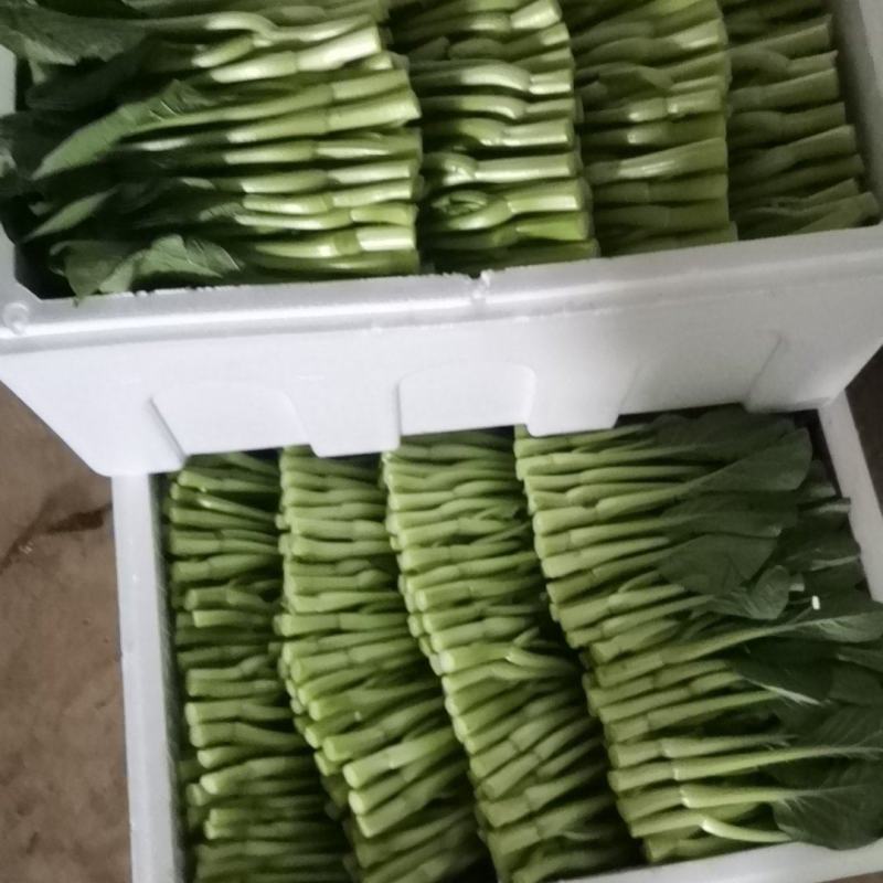 菜心菜苔价格便宜
