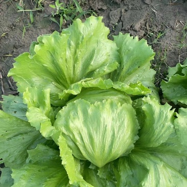 球生菜西生菜圆生菜