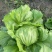 球生菜西生菜圆生菜