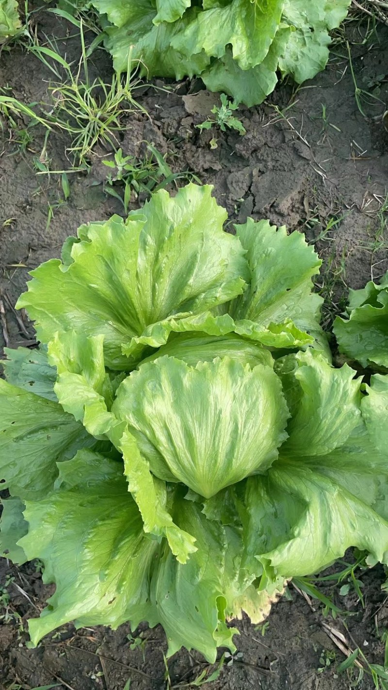 球生菜西生菜圆生菜