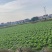 球生菜西生菜圆生菜