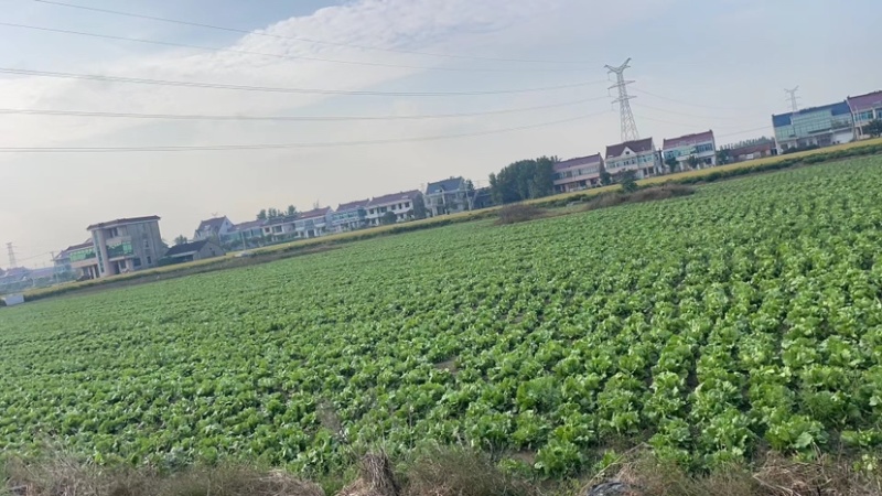 球生菜西生菜圆生菜