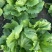 球生菜西生菜圆生菜
