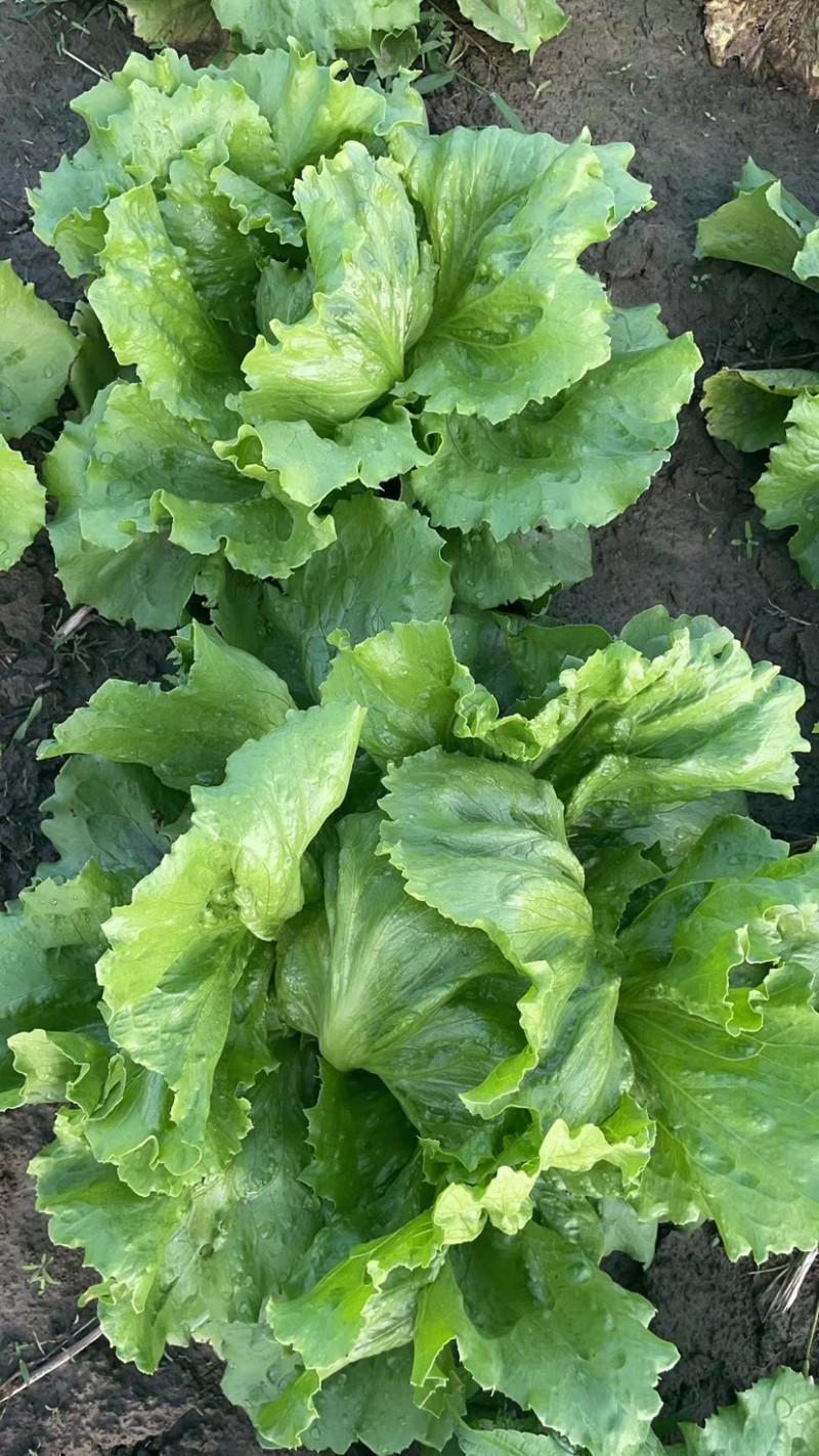 球生菜西生菜圆生菜