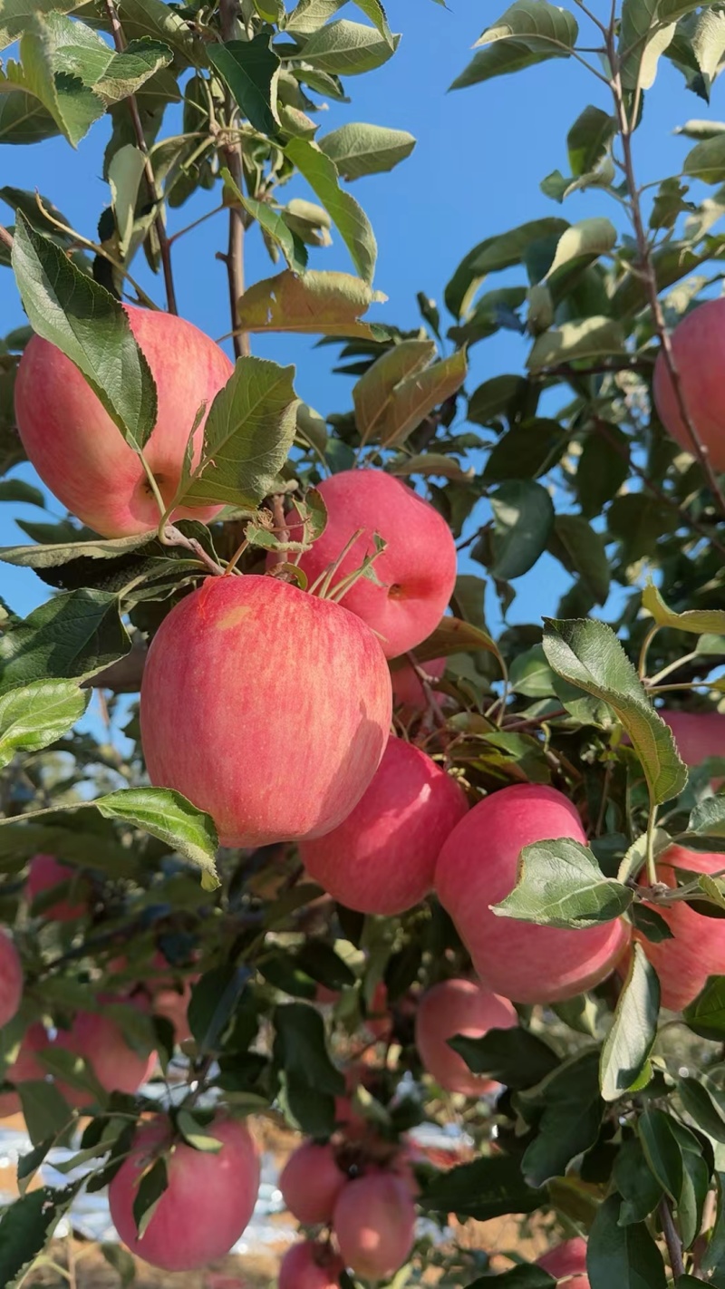 寒富苹果辽宁苹果价格实惠大量有货对接全国需要的联系