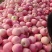 寒富苹果辽宁苹果价格实惠大量有货对接全国需要的联系