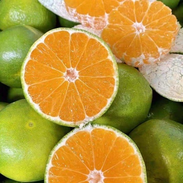 湖北蜜橘/特早蜜橘量大从优一手货源产地直发包装找车