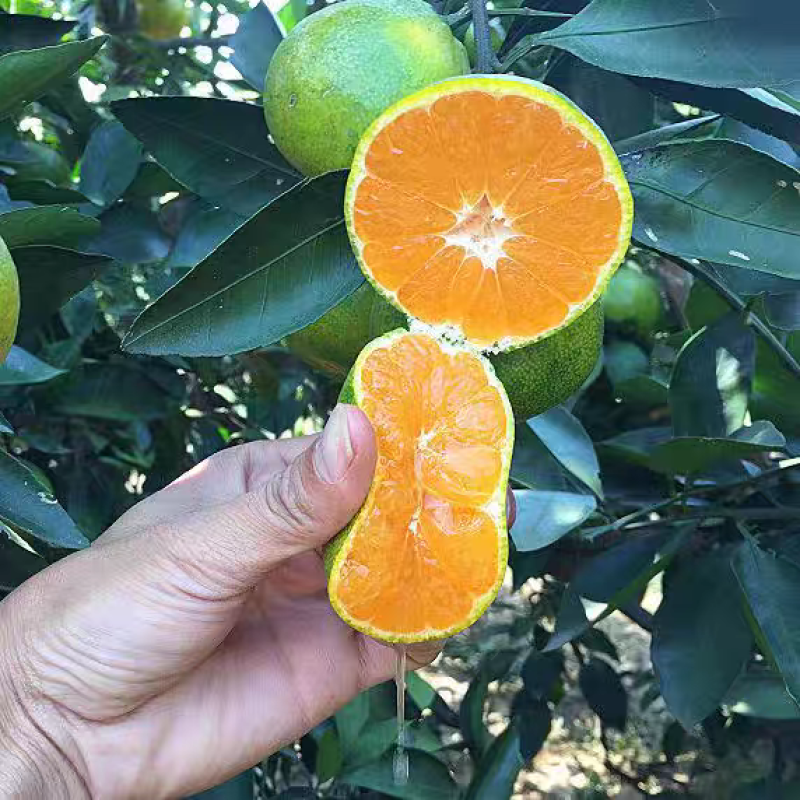 湖北蜜橘/特早蜜橘量大从优一手货源产地直发包装找车