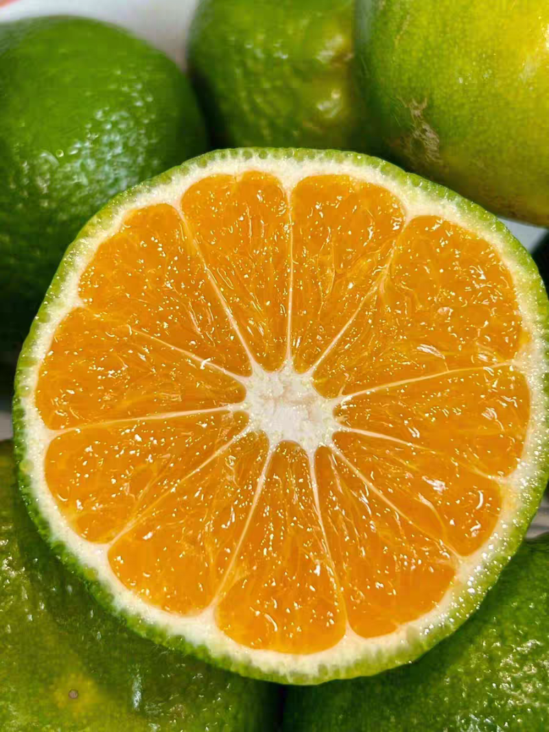 湖北蜜橘/特早蜜橘量大从优一手货源产地直发包装找车
