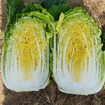 黄心白菜聊城大白菜货源稳定代收代发全国市场长期合作