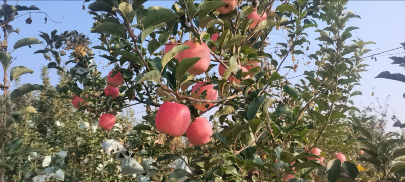 瑞香红苹果质量保证保鲜技术好规格齐全有需要电话联系