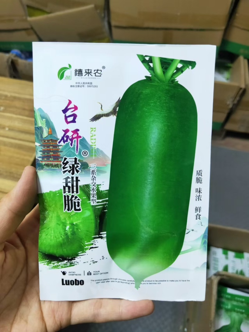 绿甜脆水果萝卜种子绿皮绿肉肉质脆味甜汁多不易糠心秋季播