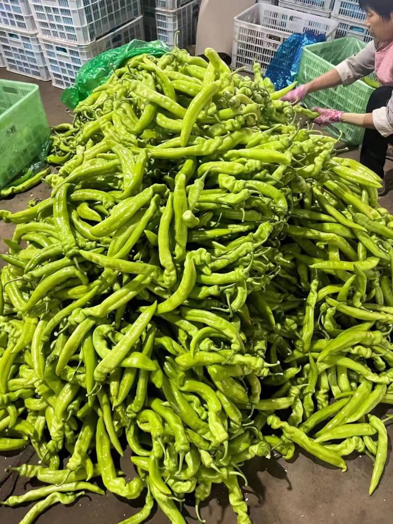 鲜辣椒黄皮尖椒聊城辣椒商超配菜代收代发全国长期合作