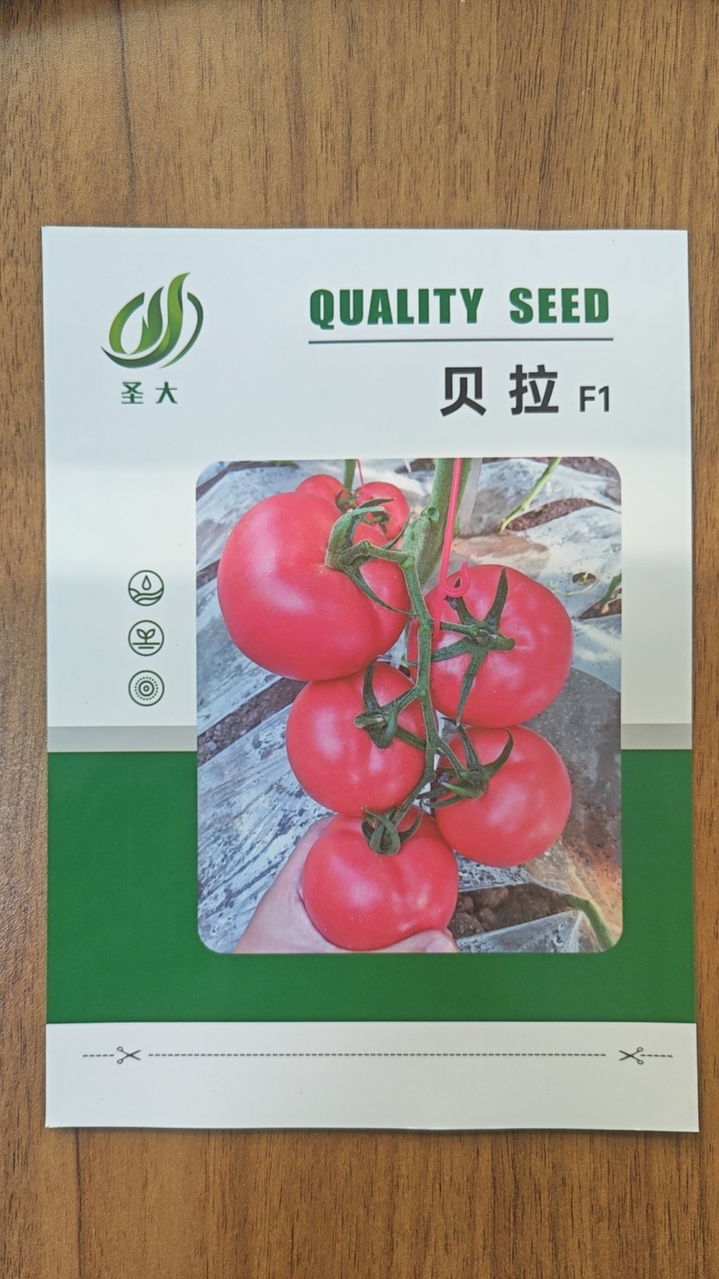 越冬耐寒西红柿种子硬粉西红柿种子石头果番茄品种耐长途运输