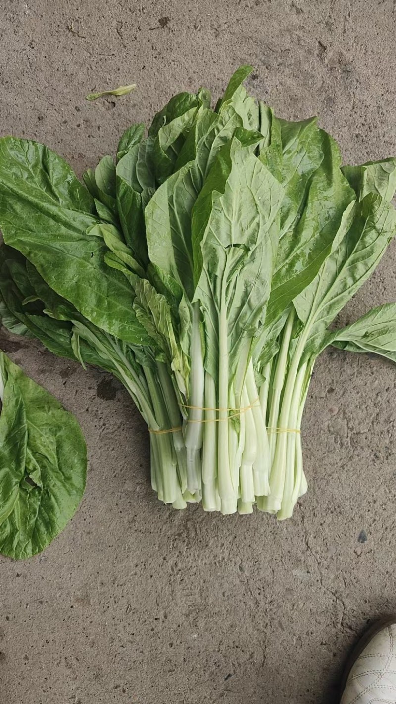 湖北白菜苔产地直供质量保证对接各大市场商超电商