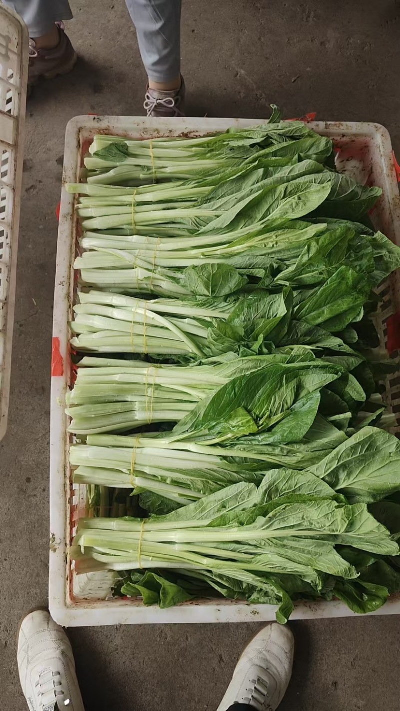 湖北白菜苔产地直供质量保证对接各大市场商超电商