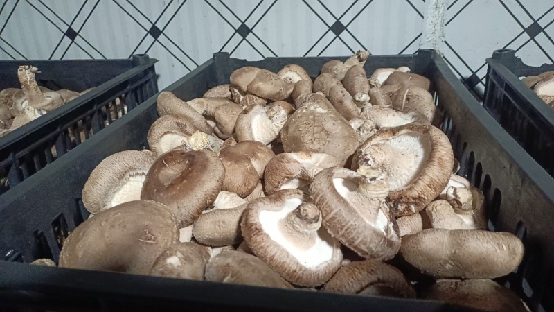 基地直供鲜香菇食堂饭店食品厂专用