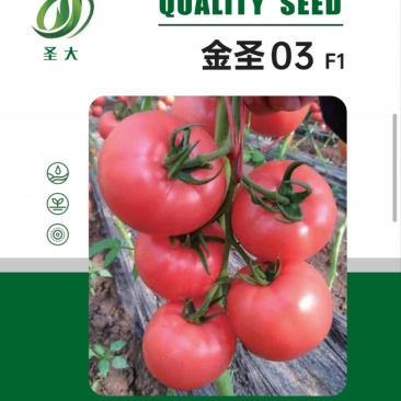 金圣03硬粉西红柿种子番茄种子抗线虫抗黄头高圆型