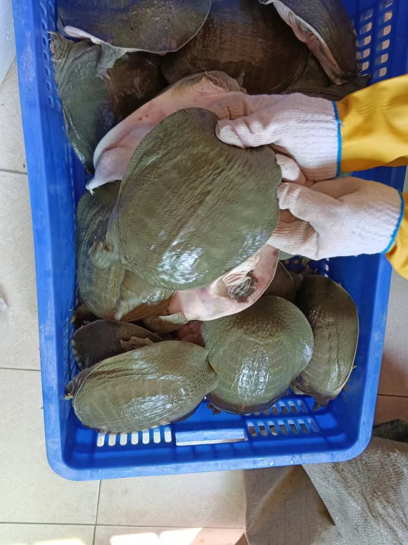 青背白底外塘甲鱼