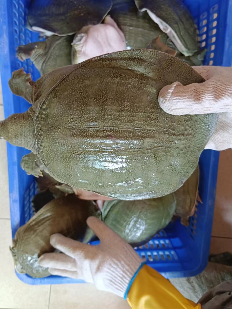 青背白底外塘甲鱼