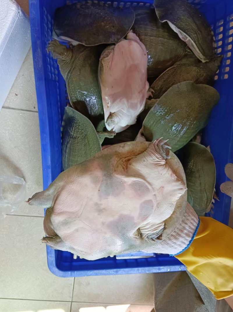 青背白底外塘甲鱼
