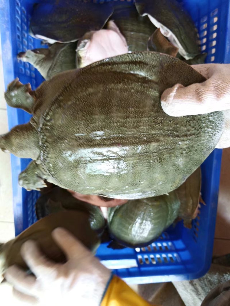 青背白底外塘甲鱼