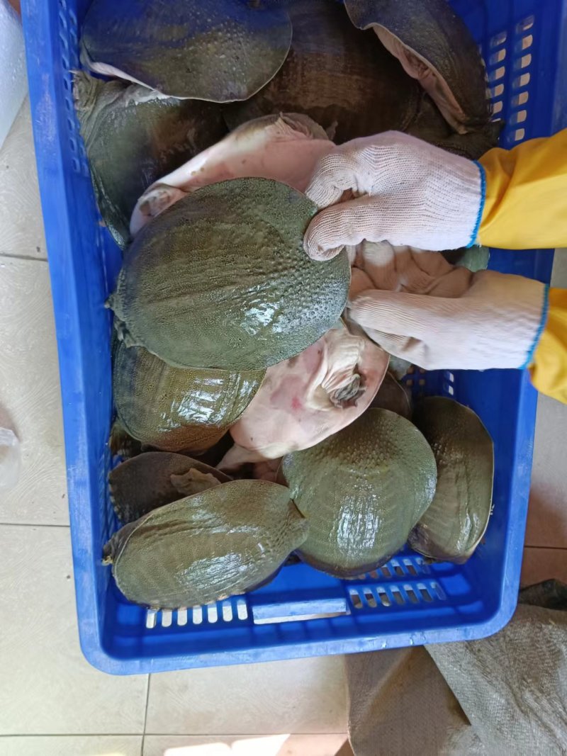 青背白底外塘甲鱼
