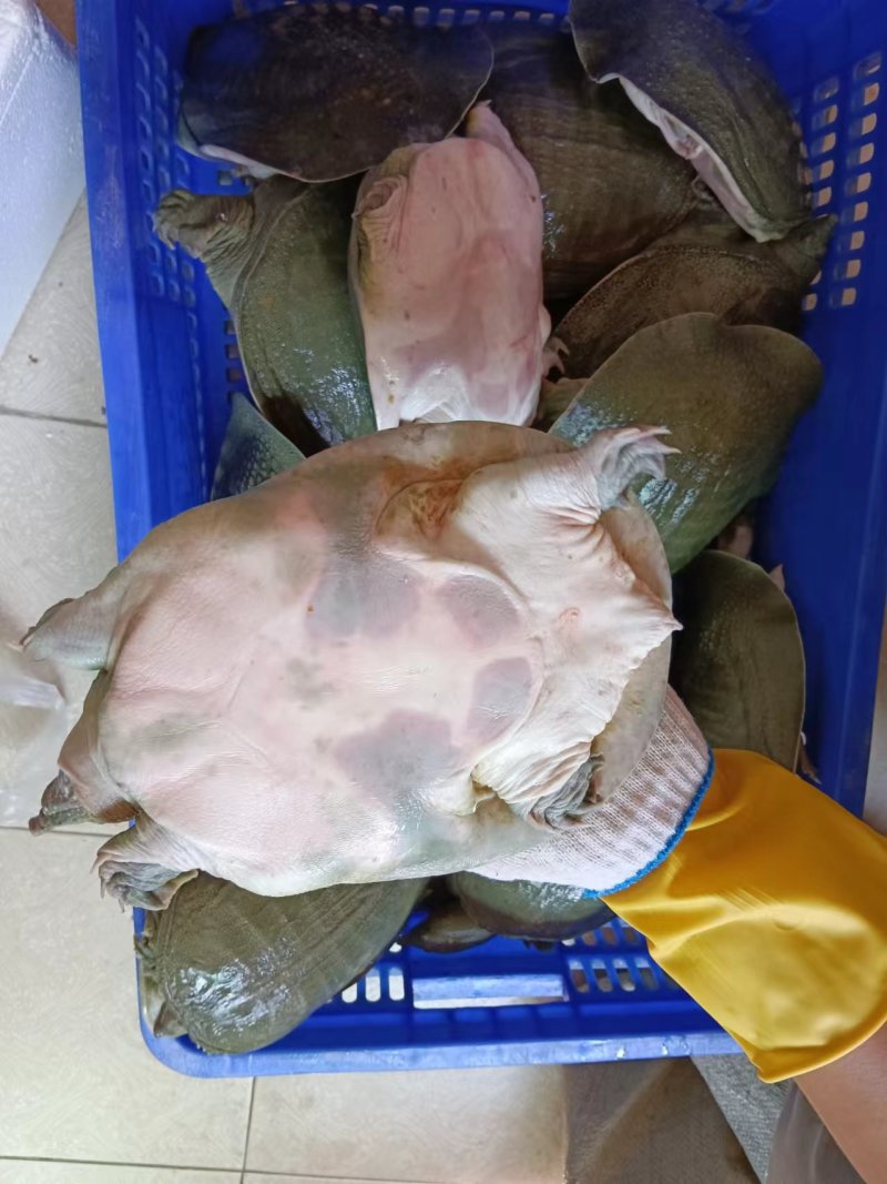 青背白底外塘甲鱼