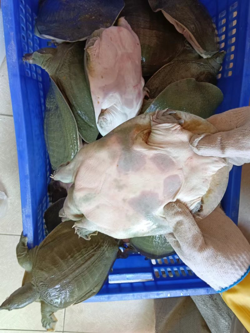 青背白底外塘甲鱼