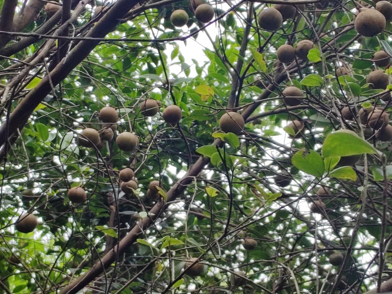 预售山茶油果，霜降后开始采摘