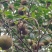 预售山茶油果，霜降后开始采摘