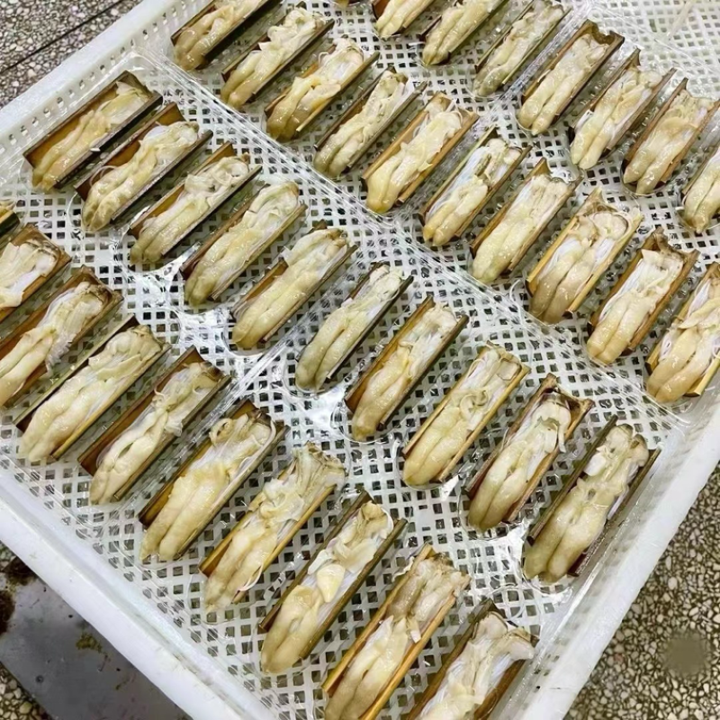 蒜蓉竹蛏烧烤，清真食材宴会酒席专用海鲜水产批发