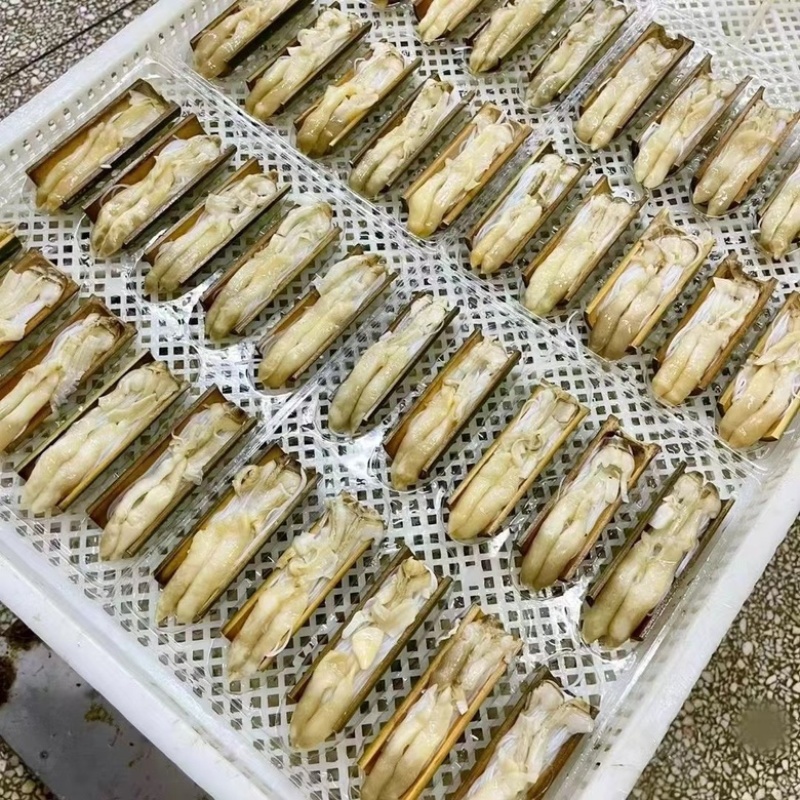 蒜蓉竹蛏烧烤，清真食材宴会酒席专用海鲜水产批发