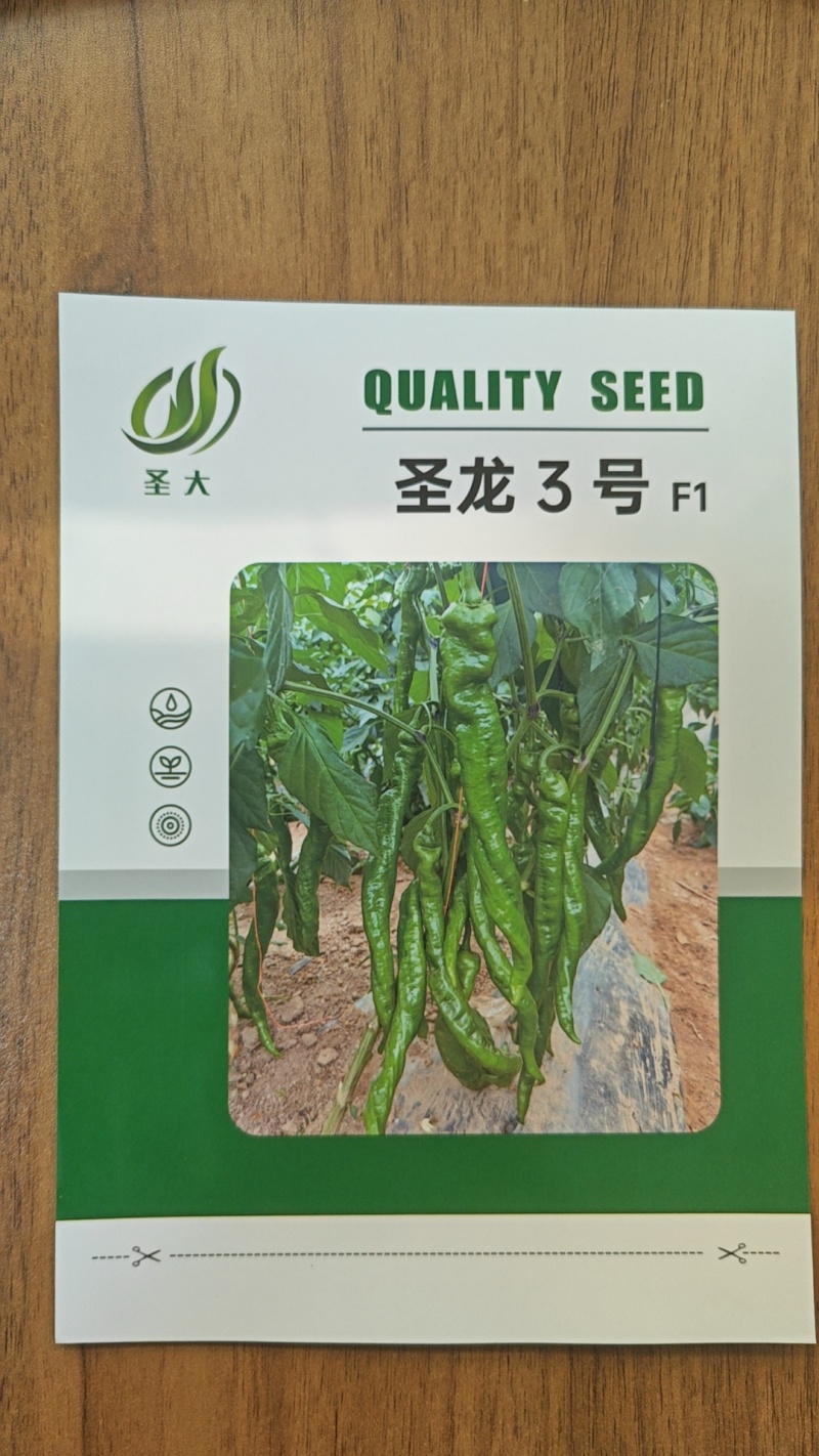 螺丝椒种子辣椒种子圣龙三号辣味香浓褶皱好螺旋度较好
