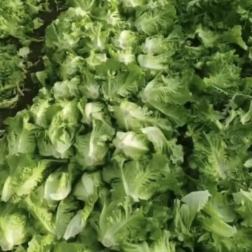 【精选】云南意大利生菜散叶生菜可按需包装11公斤装
