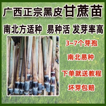 黑皮甘蔗苗正宗广西黑皮水果甘蔗苗大灰种出芽率高南北方适中