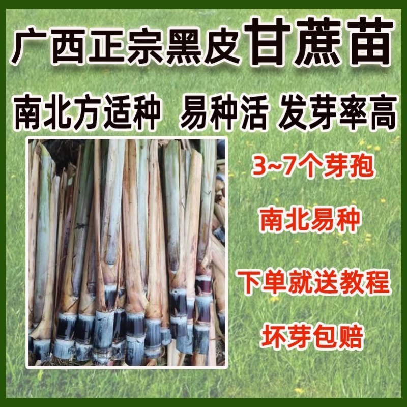 黑皮甘蔗苗正宗广西黑皮水果甘蔗苗大灰种出芽率高南北方适中