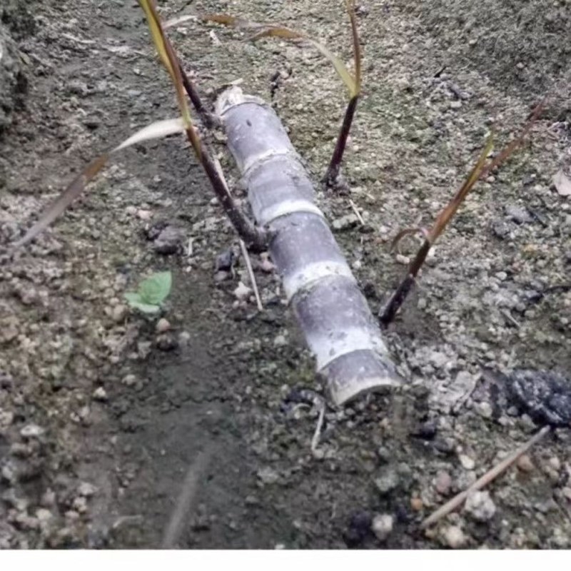 黑皮甘蔗苗正宗广西黑皮水果甘蔗苗大灰种出芽率高南北方适中
