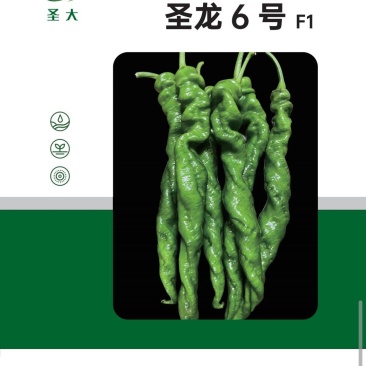 圣龙六号全螺型螺丝椒种子果皮深绿亮螺旋度好顺直度好耐低温