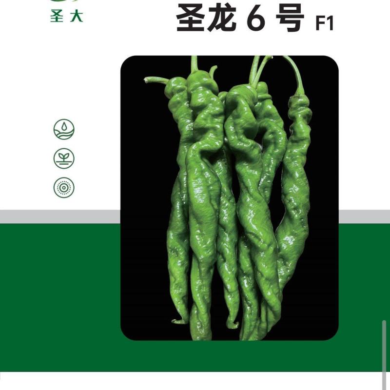 圣龙六号全螺型螺丝椒种子果皮深绿亮螺旋度好顺直度好耐低温