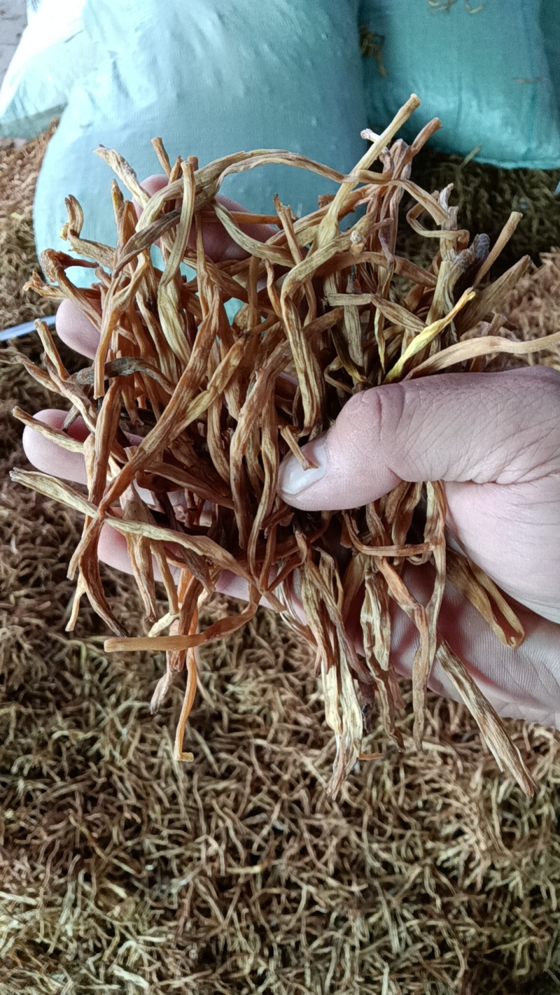 【精选二级干黄花菜】2021年新货启动黄花菜基地现发