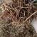 【精选二级干黄花菜】2021年新货启动黄花菜基地现发