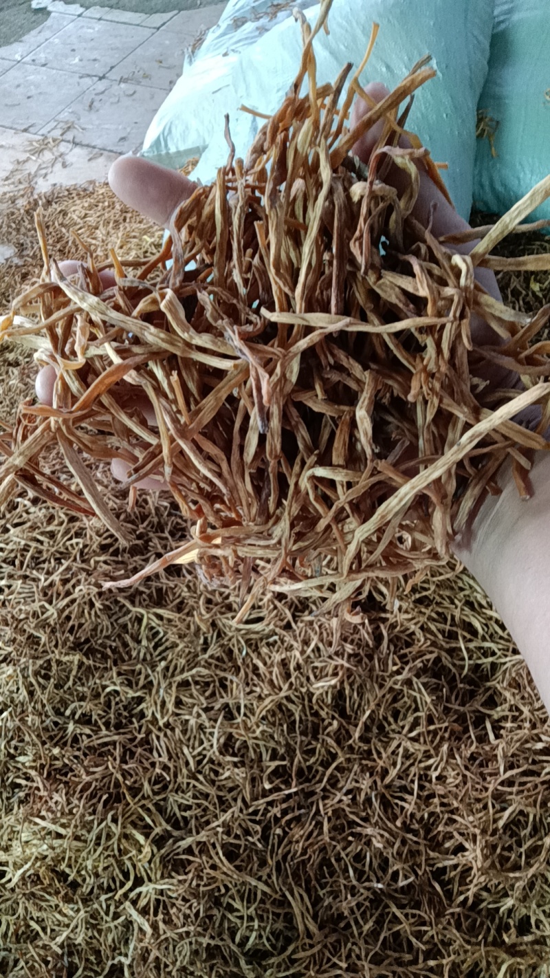 【精选二级干黄花菜】2021年新货启动黄花菜基地现发