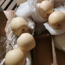 大量供应皇冠梨，河北产地直发，常年供应