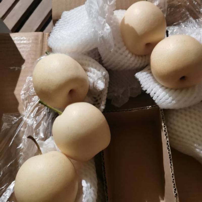 大量供应皇冠梨，河北产地直发，常年供应