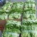 【生菜】精品生菜欢迎致电一手货源量大价双11价优