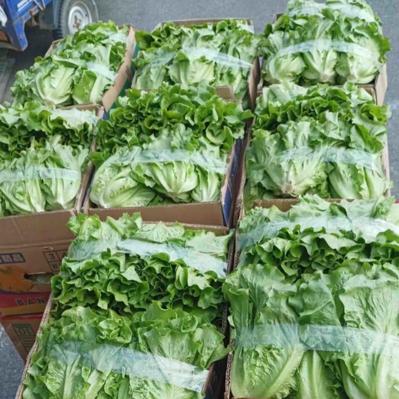 【生菜】精品生菜欢迎致电一手货源量大价双11价优
