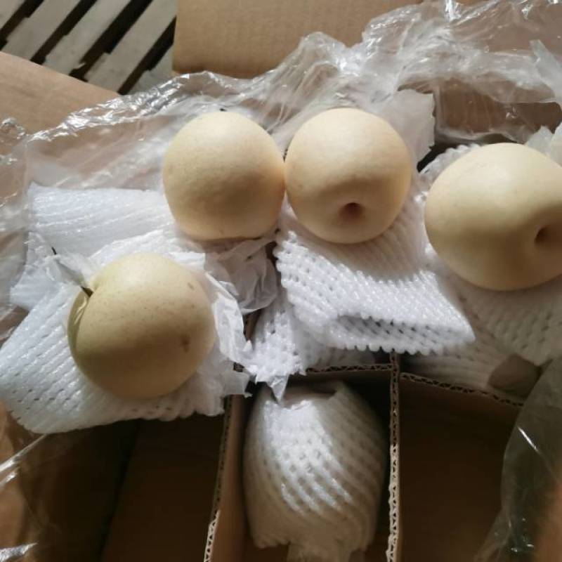 大量供应皇冠梨，河北产地直发，常年供应