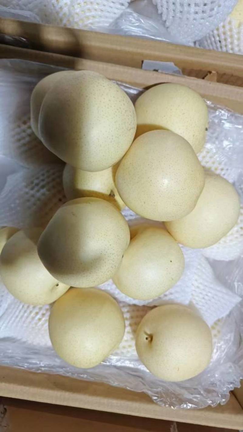 大量供应皇冠梨，河北产地直发，常年供应